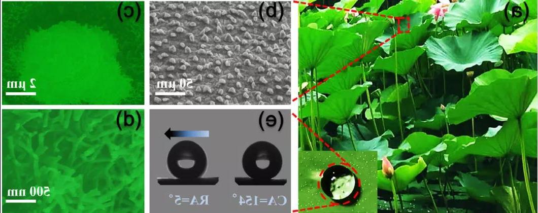 图2. 荷叶表面微观结构SEM图及水滴<a href='http://hebenqiao.5i5s.com'><a href='http://hebenqiao.5i5s.com'>正规赌博平台</a>在</a>表面的行为